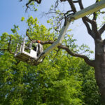 Gardener is trimming tree on elevated platform